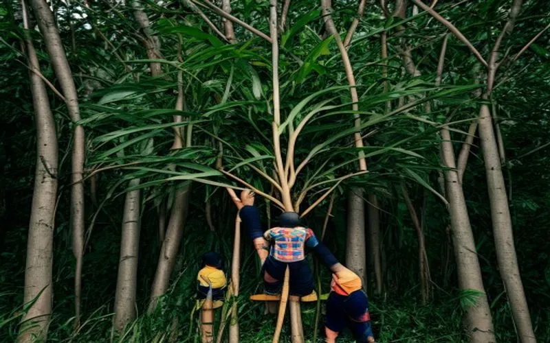 Gambar menarik mengenai sesuatu yang mengambil tempat di dalam lingkungan yang berbeda-beda, menarik perhatian tentang konservasi hutan, kesehatan ekologis, dan keselamatan lingkungan. Pohon kapur emas bermakna dan aktif dalam merawat sistem kehutanan, sekaligus menghadapi masalah penggunaan hutan dan ekologi internasional. Ekosistem global membantu mengatasi kerapu gergaji dengan kampanye uji proses yang mewujudkan pengembangan limbah yang kritis dan pengelolaan layak.